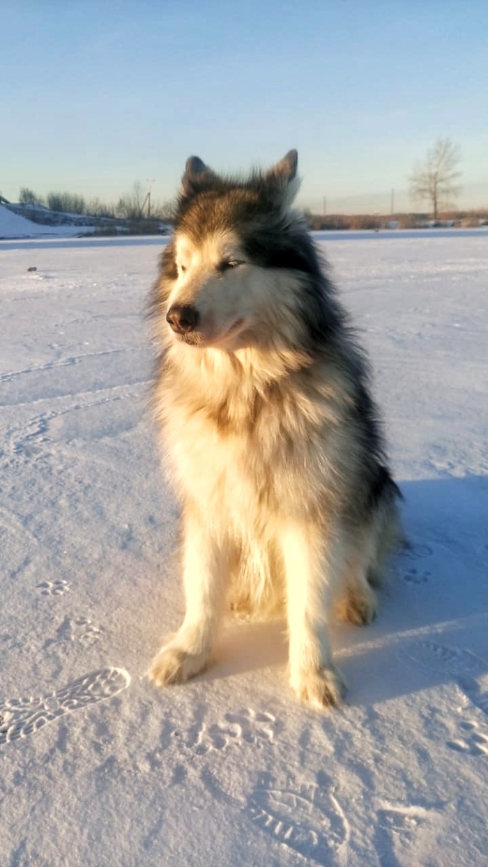 ������ ������