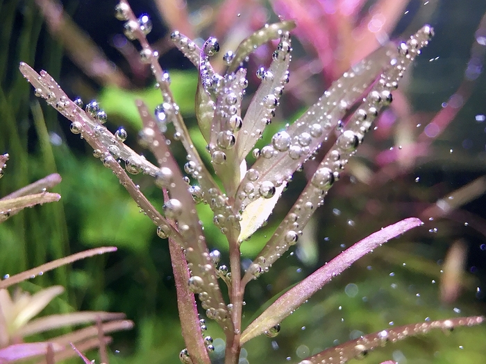 Ротала h-ra, пирлинг