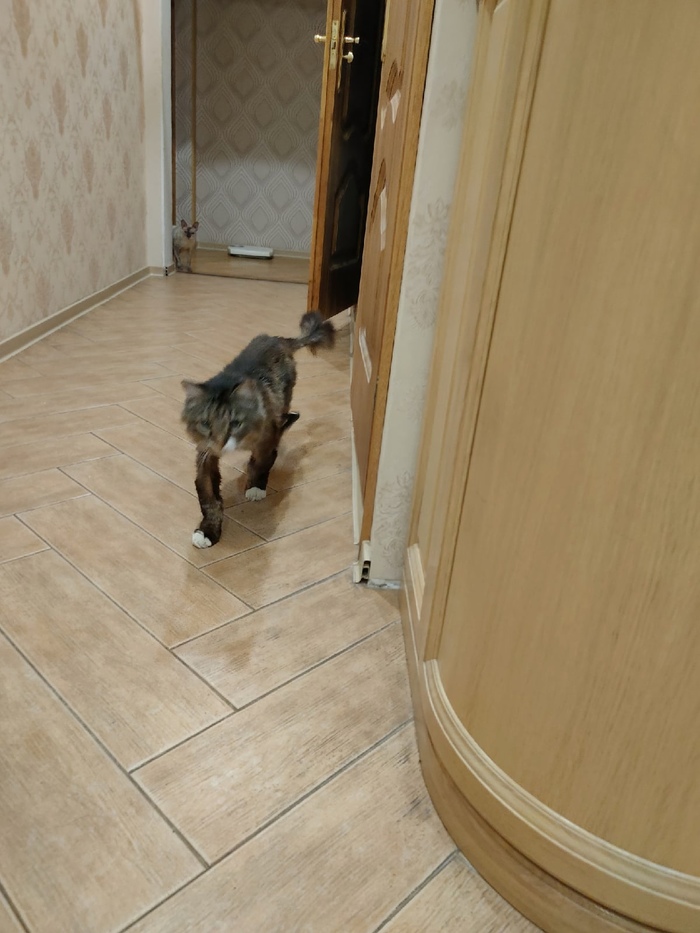 Котенок залез под машину как достать. Смотреть фото Котенок залез под машину как достать. Смотреть картинку Котенок залез под машину как достать. Картинка про Котенок залез под машину как достать. Фото Котенок залез под машину как достать