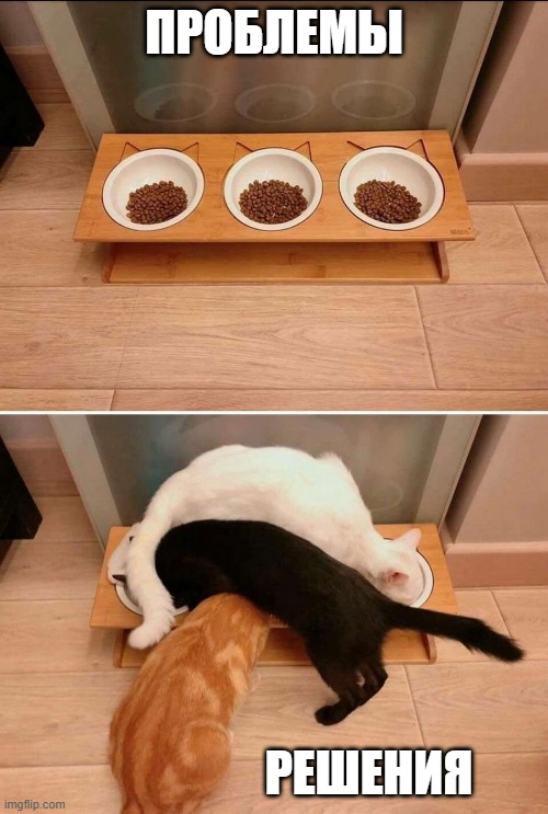 Кошачья логика: существует