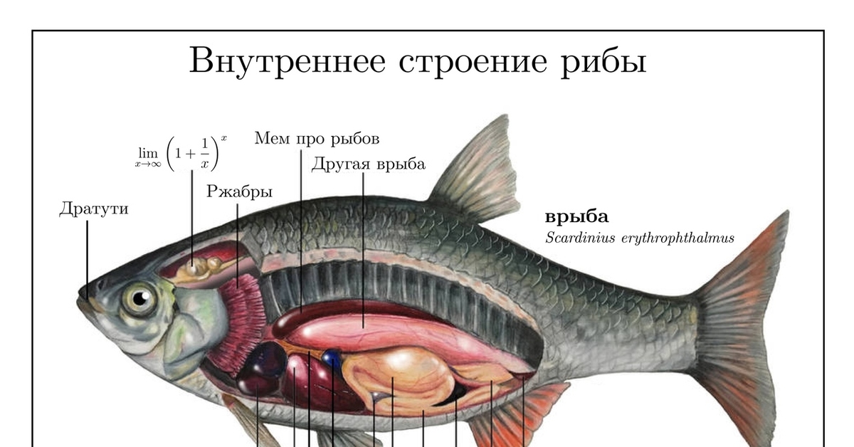 Внутреннее строение рыбы схема для детей