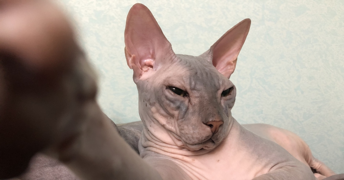Накаченный сфинкс