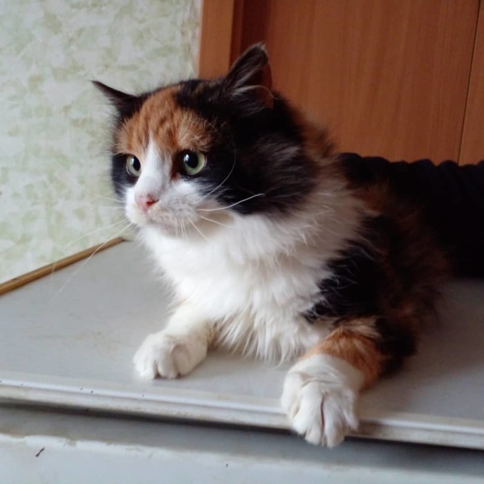 что делать если подкинули котенка. Смотреть фото что делать если подкинули котенка. Смотреть картинку что делать если подкинули котенка. Картинка про что делать если подкинули котенка. Фото что делать если подкинули котенка