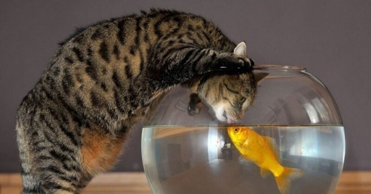 котик с рыбкой. котик кушает рыбу. котенок и рыба. кошки любимцы. рыбка для кошки.