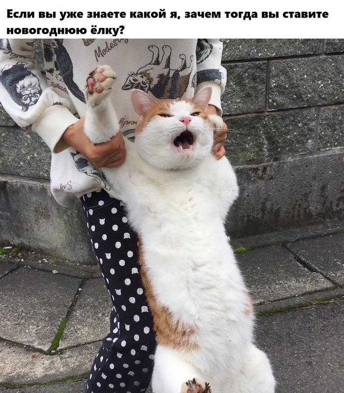 ? , , ,  , 