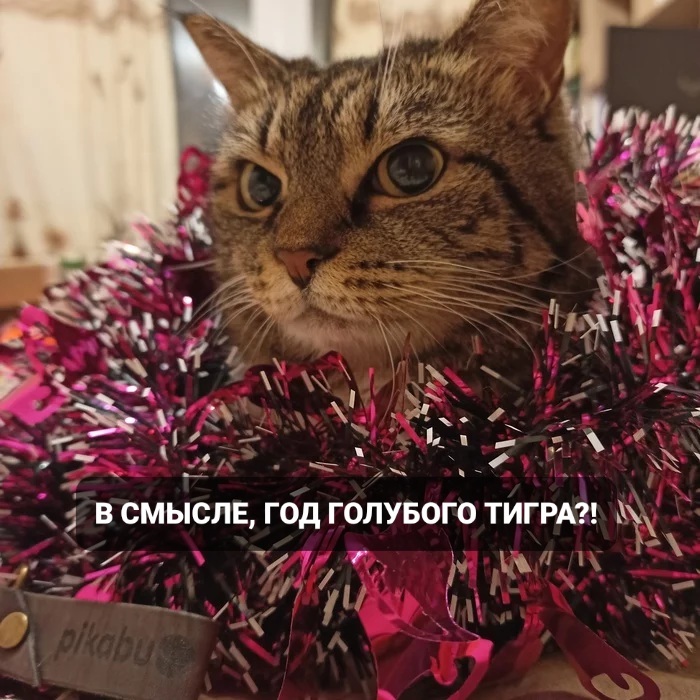 Недовольный котэ