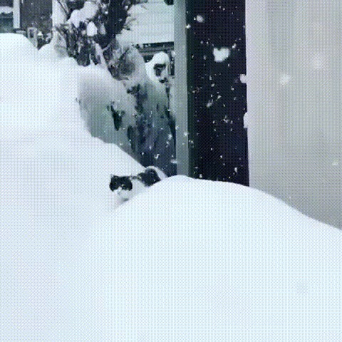 Снегокот