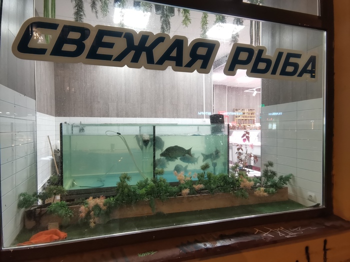 Рыбов лучше не брать! Рыба, Вы продаете рыбов?, Санкт-Петербург, Аквариум