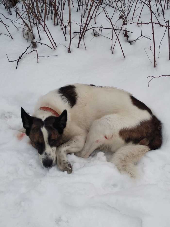 Собака, на снегу, район ул. Брусилова, покусана Потеряшка, Собака, Помощь животным, Без рейтинга, Длиннопост