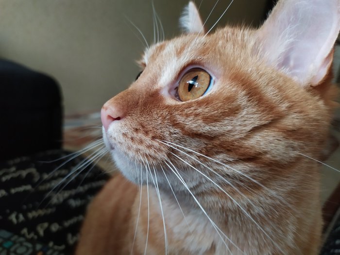 Рацион для кота