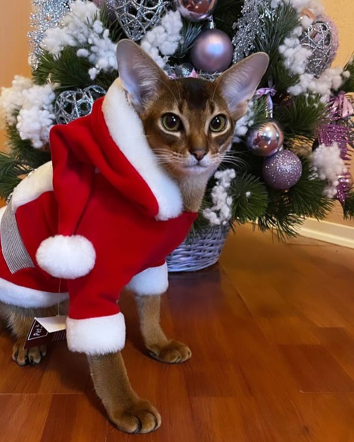 ��� �����