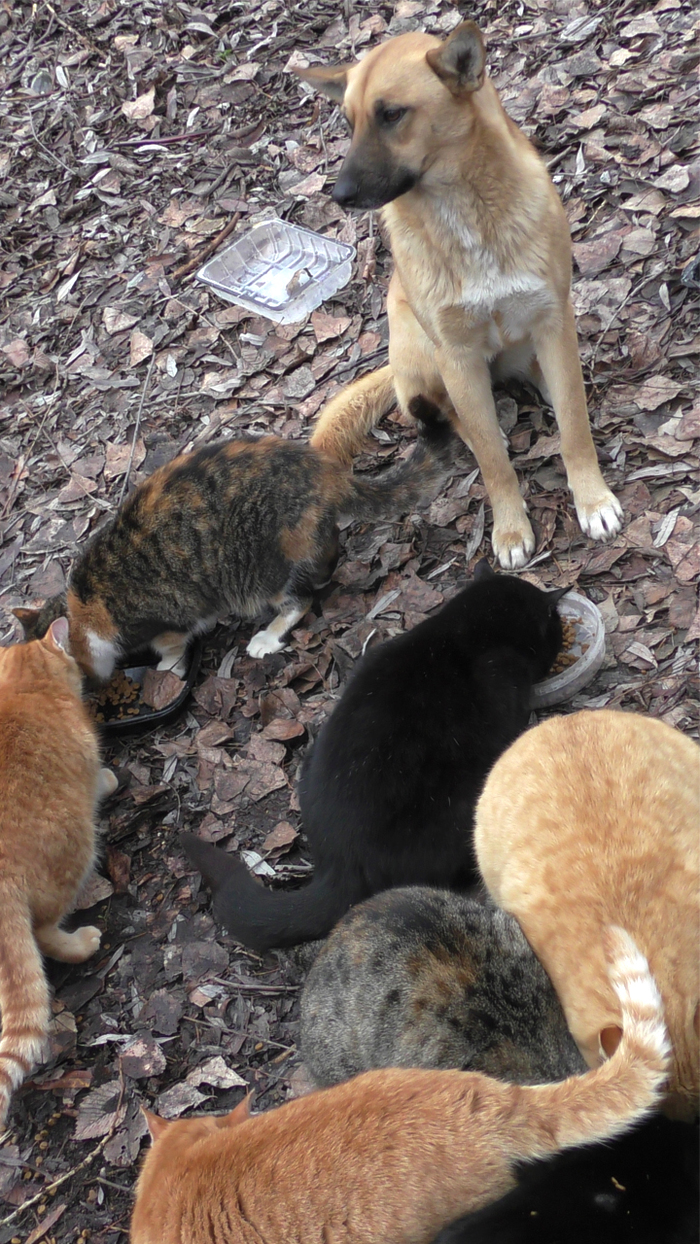 Коты и собака