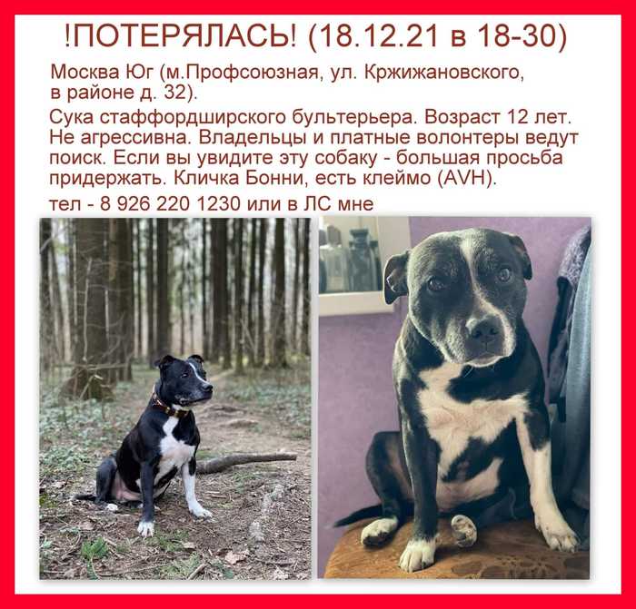 Это что хоть такое тооо собака. Смотреть фото Это что хоть такое тооо собака. Смотреть картинку Это что хоть такое тооо собака. Картинка про Это что хоть такое тооо собака. Фото Это что хоть такое тооо собака