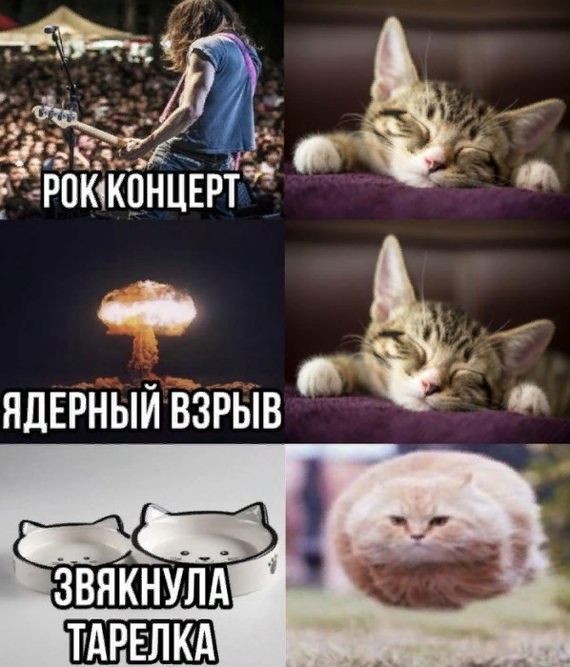 Алйырзан что за животное. 1639924982199336824. Алйырзан что за животное фото. Алйырзан что за животное-1639924982199336824. картинка Алйырзан что за животное. картинка 1639924982199336824