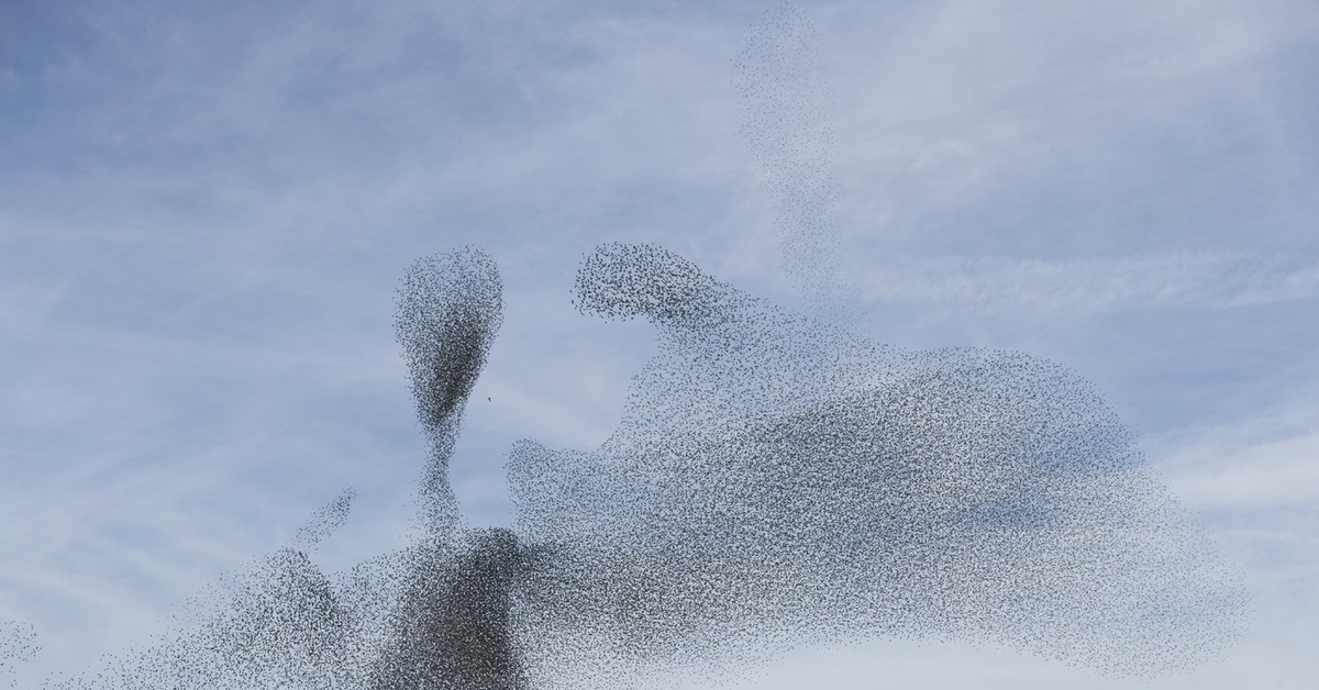 Мурмурация птиц. Мурмурация что это такое простыми. Чернозобики мурмурация. Мурмурация птиц. Мурмурация рыб.