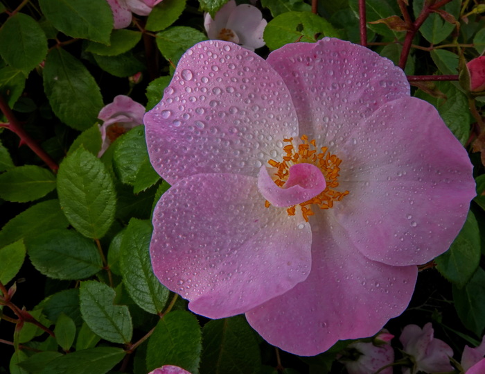 Розарий Гааги