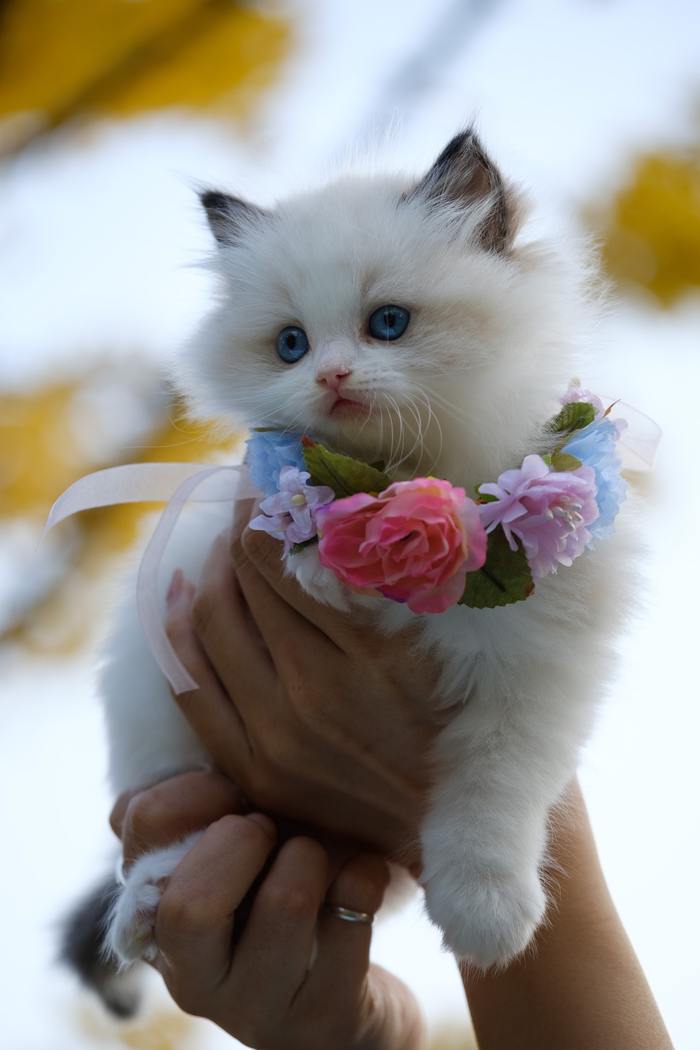 Cute cat