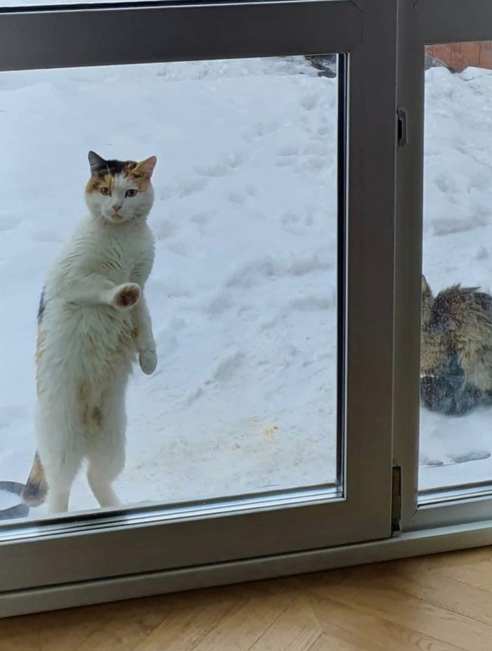 В помощь забирающим кошку с улицы