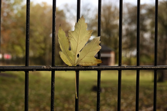 Последний лист