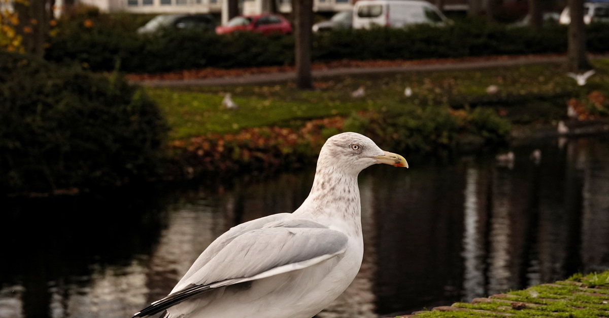 Птицы голландии