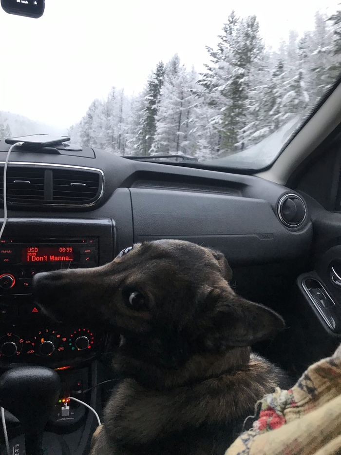 Что в голове у кошек головоломка. 1640174448186078737. Что в голове у кошек головоломка фото. Что в голове у кошек головоломка-1640174448186078737. картинка Что в голове у кошек головоломка. картинка 1640174448186078737.