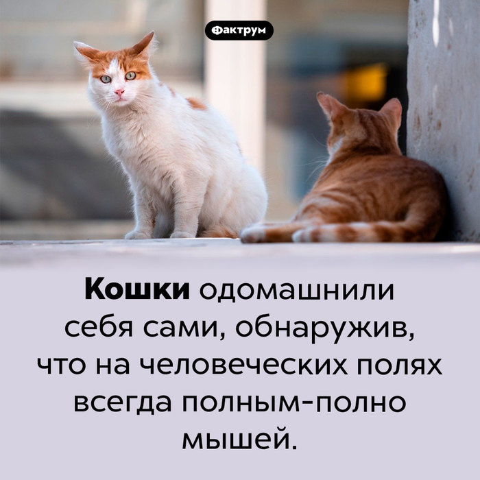 Эскалатор что это такое фото. Смотреть фото Эскалатор что это такое фото. Смотреть картинку Эскалатор что это такое фото. Картинка про Эскалатор что это такое фото. Фото Эскалатор что это такое фото
