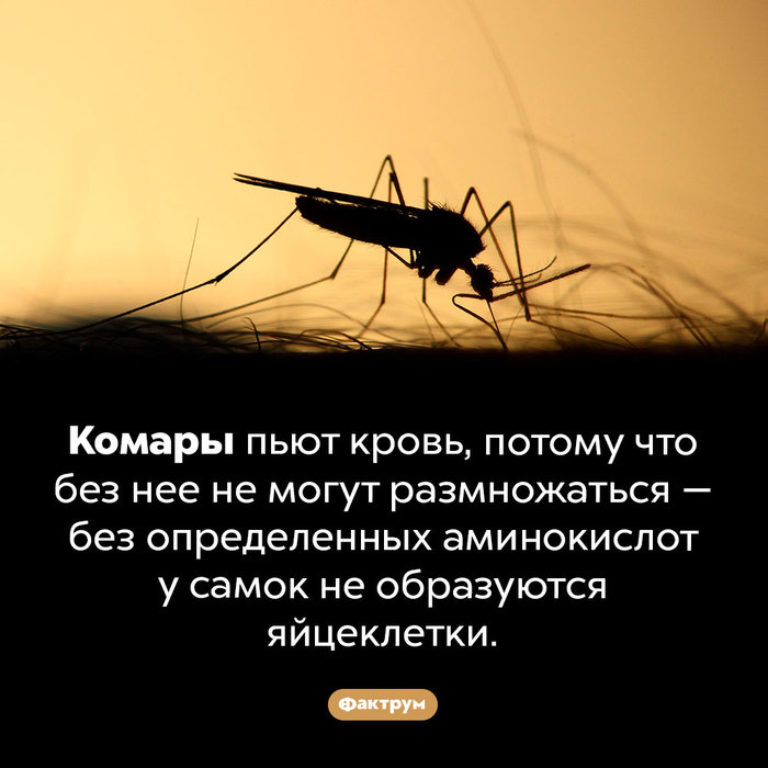 Эскалатор что это такое фото. Смотреть фото Эскалатор что это такое фото. Смотреть картинку Эскалатор что это такое фото. Картинка про Эскалатор что это такое фото. Фото Эскалатор что это такое фото