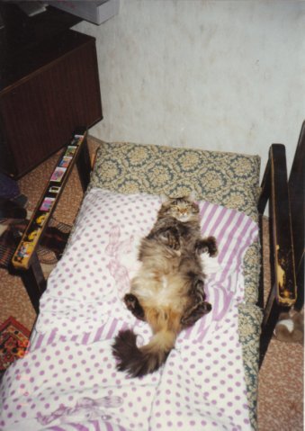 ����� �� ���� ���� ���, ��������� ��������������)�