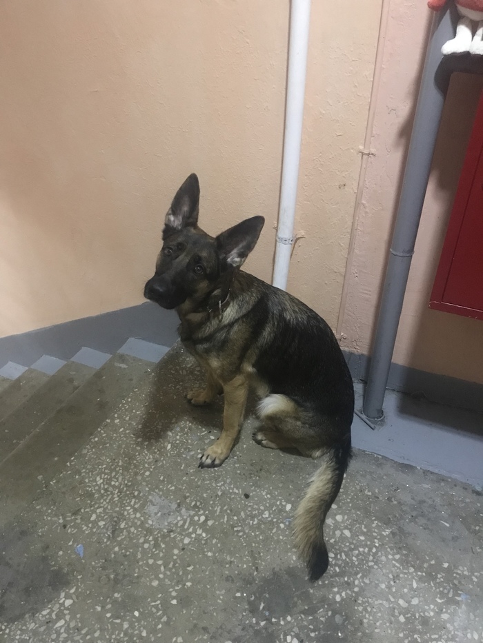 1640361955114495030 Как вымотать собаку на прогулке