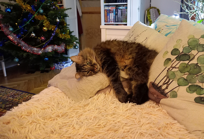 ������� ��� ���� ���