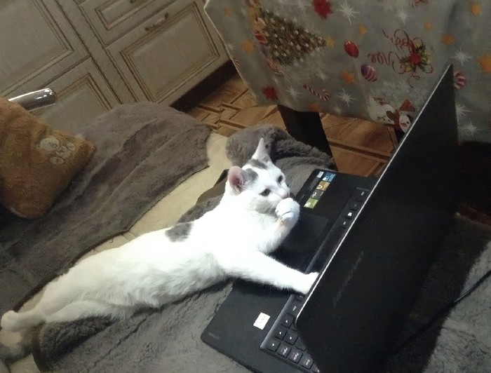 Кот программиста - пока ты спишь, он дебажит твой проект