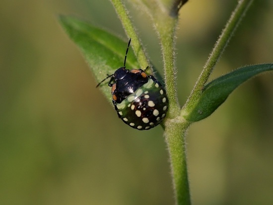 Что это, распил бюджета или деньги не пахнут?
