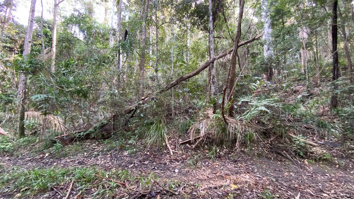 На этом фото прячется питон