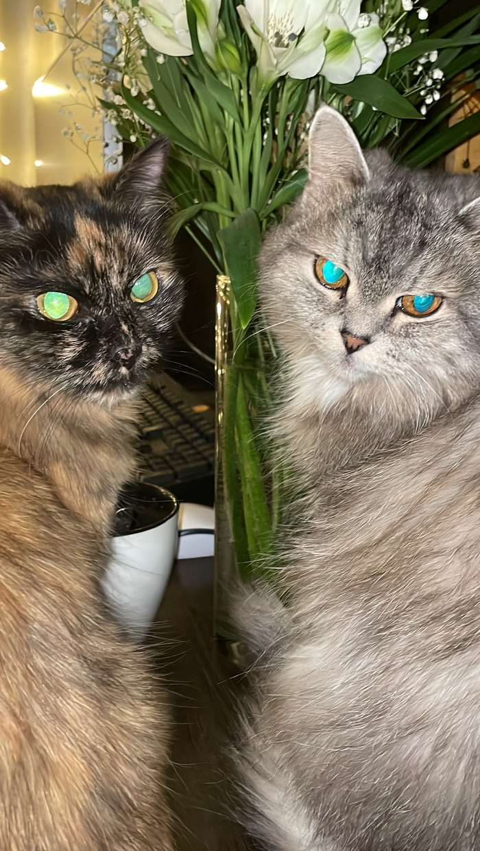 �����, ����������!