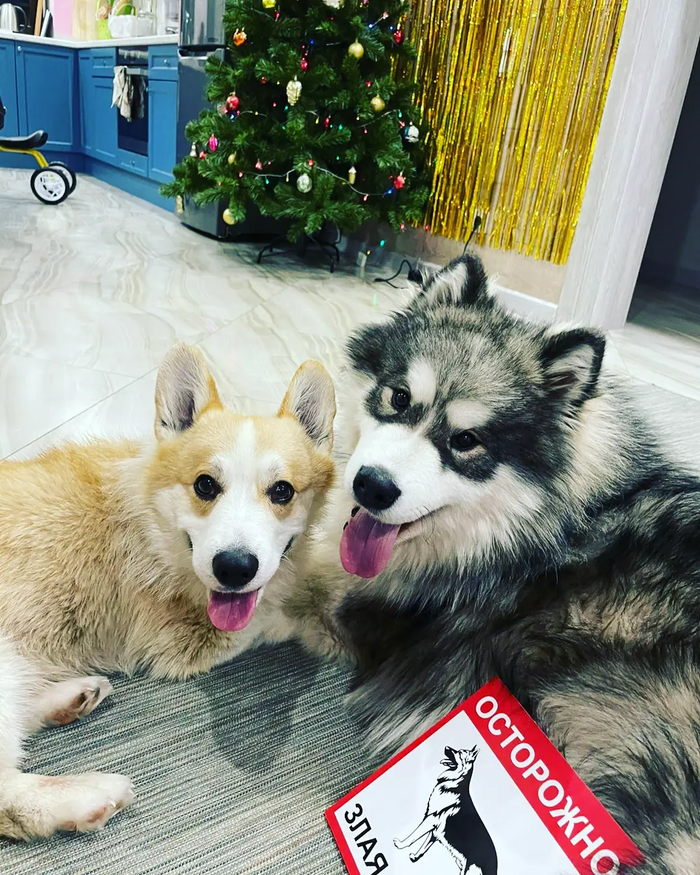 ���������, ������ ���!