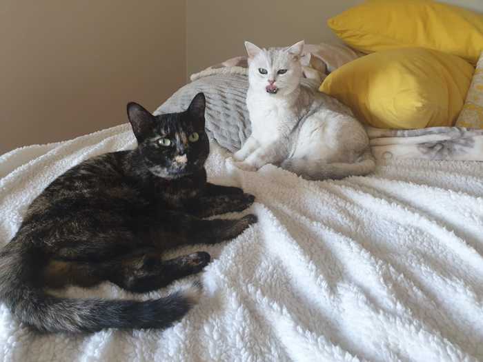 С наступающим Новым Годом, Пикабу!