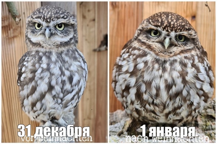 Новый год у бабушки