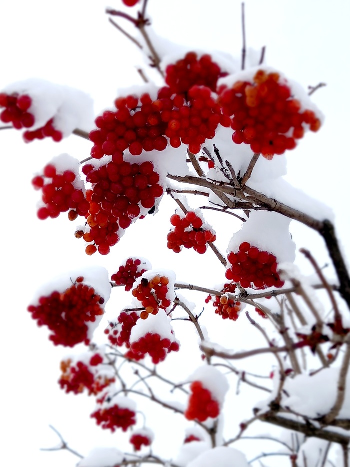 Калина красная