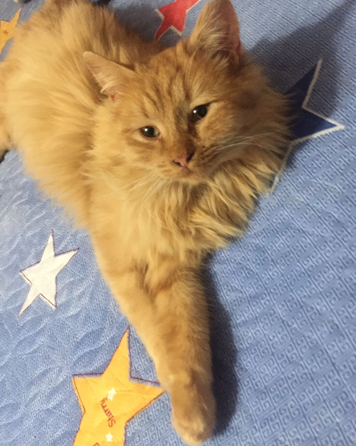 Найдена кошка рыжая