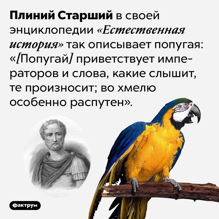 Ужасный Калигула, гладиаторши, вомитории, Фалернское вино и другие интересные факты о Древнем Риме! Фактрум, Познавательно, Подборка, Факты, История, Древний Рим, Длиннопост