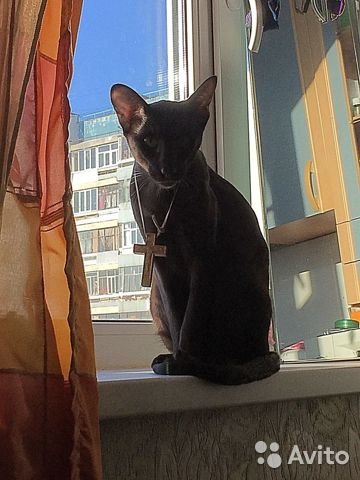 Котэ Поп православный