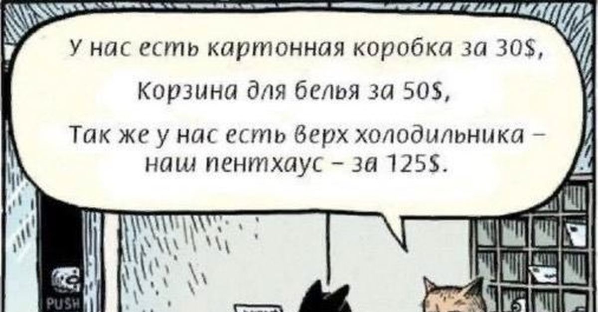 Кошачий отель | Пикабу