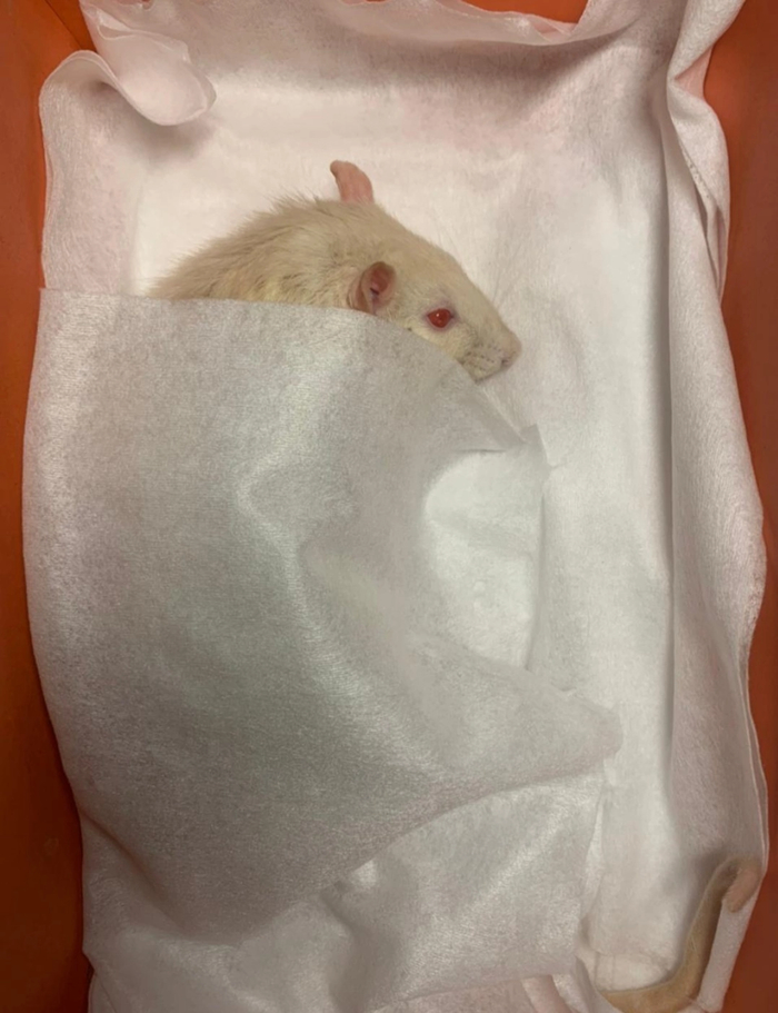 Айболиты, мля