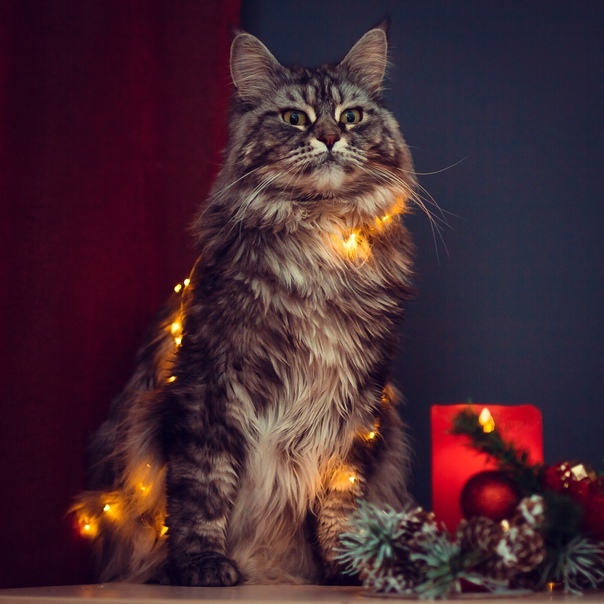 ���������� �����