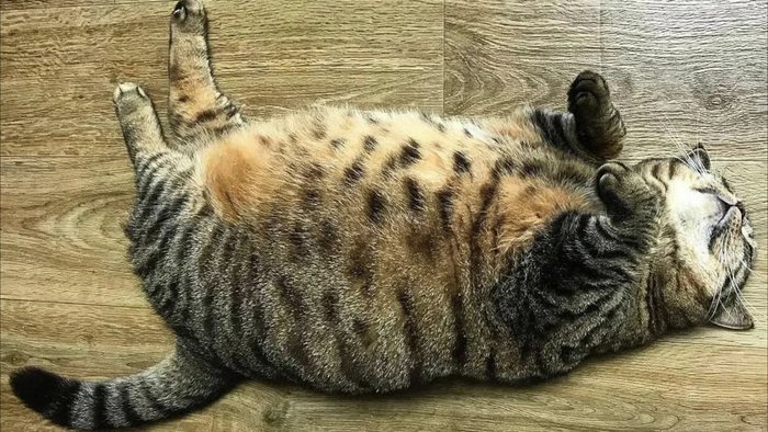 И кот - тигр