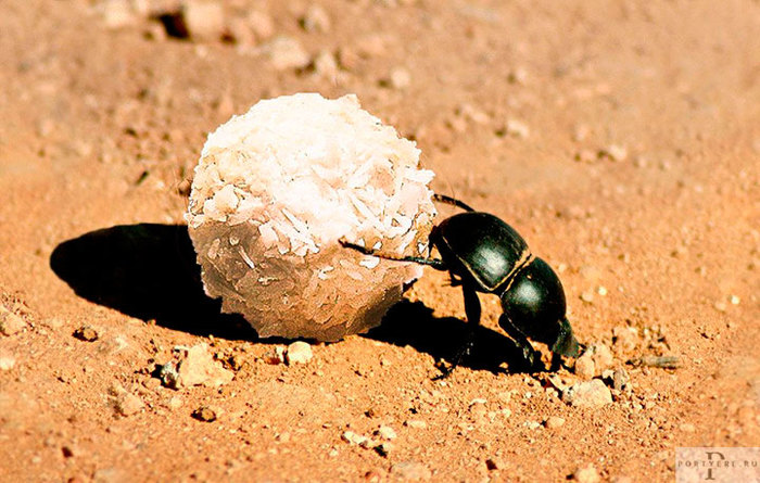 Египетская сила