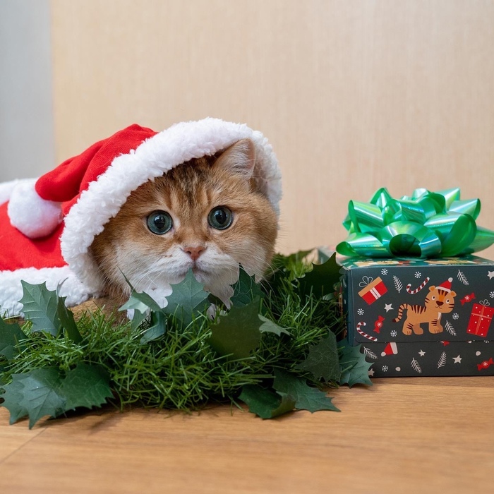      ! ,  , Hosico Cat