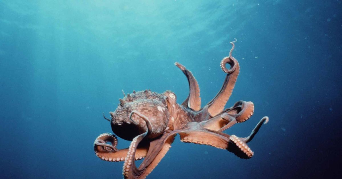 Спрут морское животное