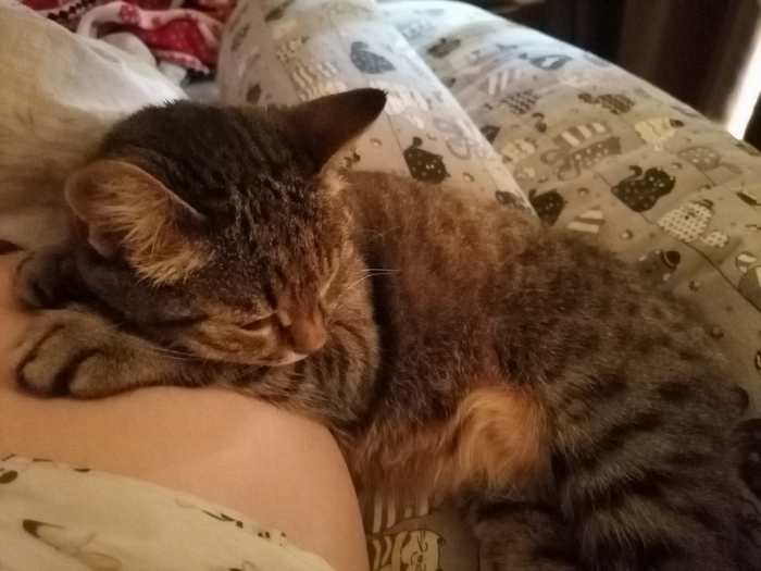 38.1...� ����� ����������