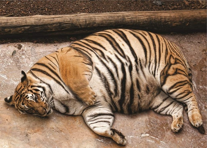 Поздравление с новым 2022 годом!